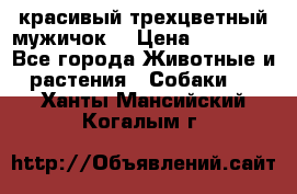 красивый трехцветный мужичок  › Цена ­ 10 000 - Все города Животные и растения » Собаки   . Ханты-Мансийский,Когалым г.